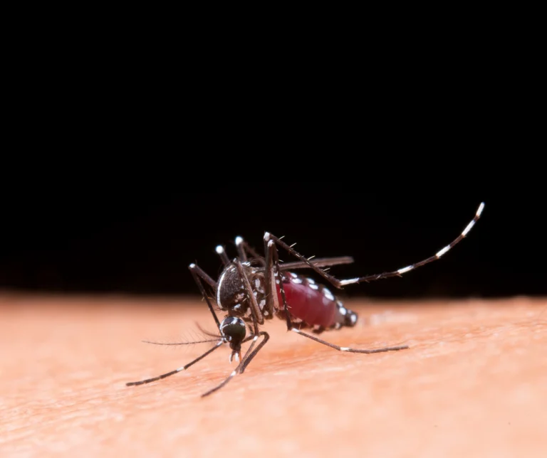 Dengue Fever