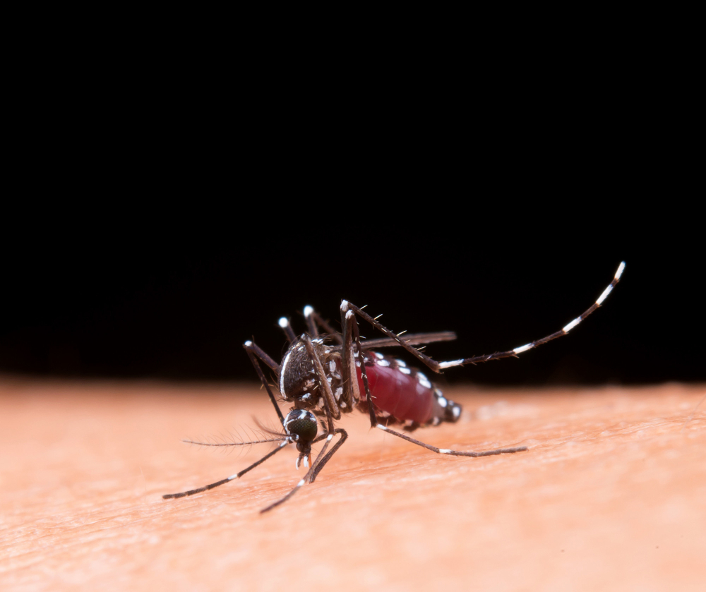 Dengue Fever
